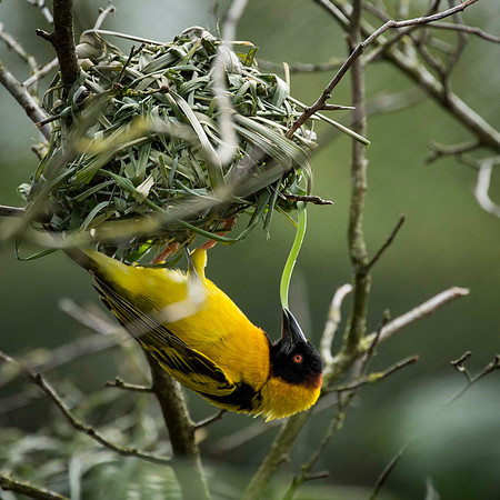 Village Weaver Bird