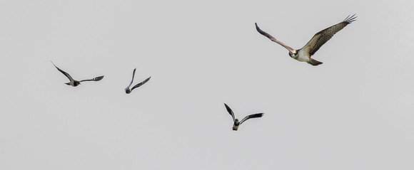 Osprey