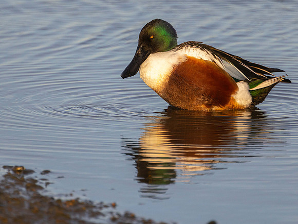 Shoveler