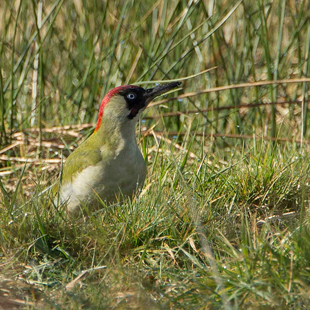 Green Woodpecker