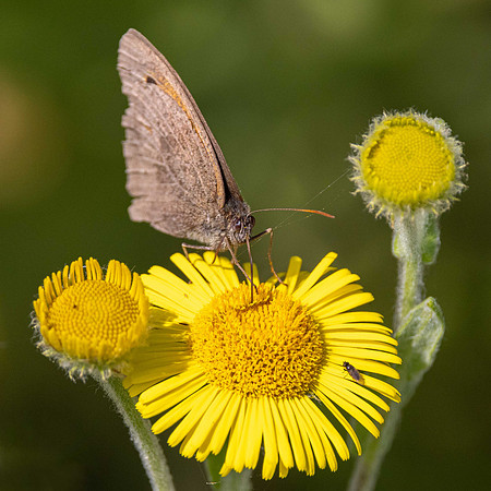 Meadow Brown