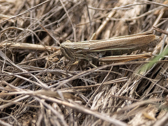 Field Grasshopper