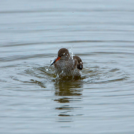 Red Shank Ablutions