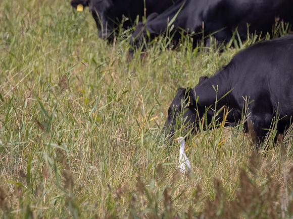 Cattle Egret
