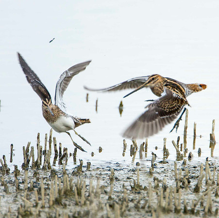 Snipe Sniping