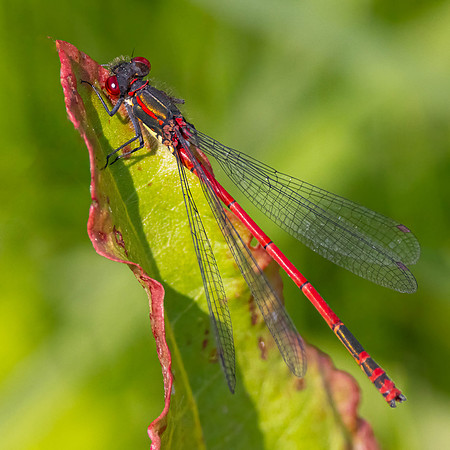 Large Red Damselfly