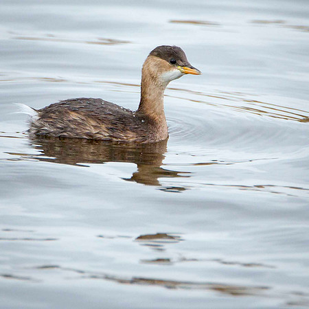 Little Grebe (winter)