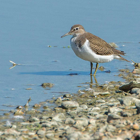 Common Sandpiper
