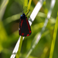 Cinnabar Moth