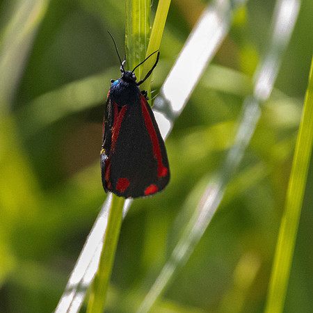 Cinnabar Moth