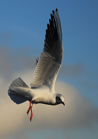 Black Headed Gull