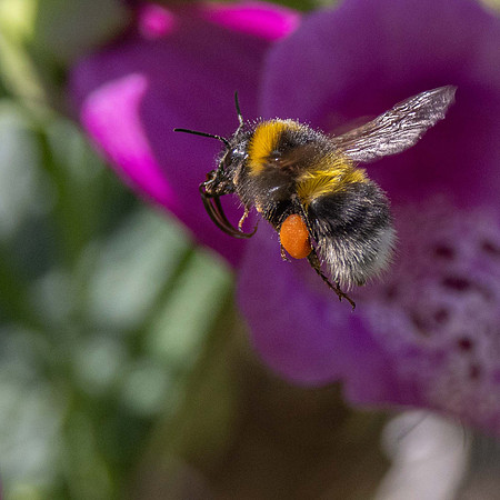 White Tailed Bumblebee