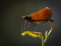 Dragonflies and Damselflies