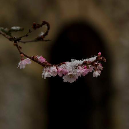 Winter Cherry