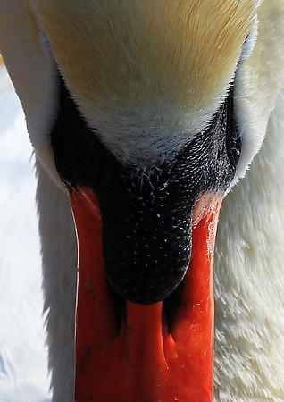 Abbotsbury Swan