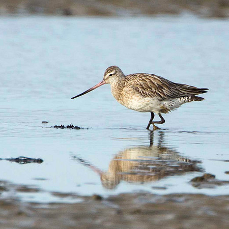 One footed Bar Tailed Godwit
