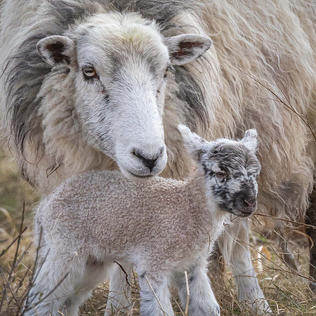 Sheep