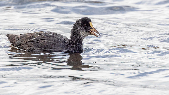 Cootling