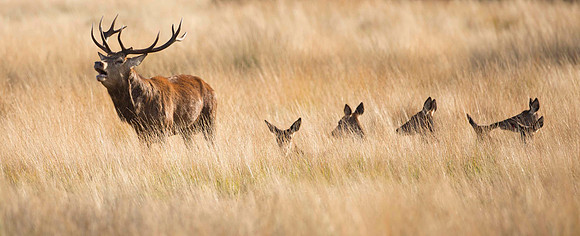 Stag and Harem