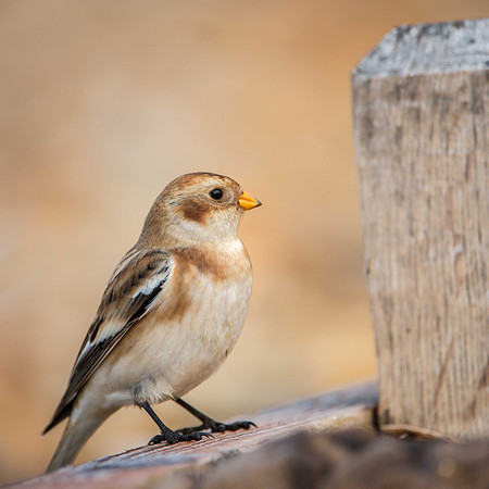 Snow Bunting, Titchfield
