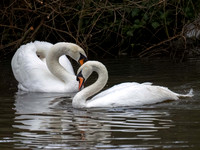 Brownwich Pond eviction