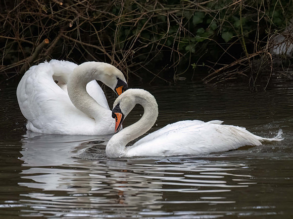 Brownwich Pond eviction