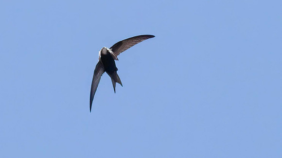 Gathering feathers