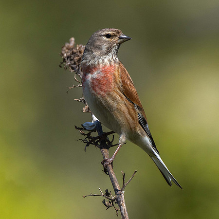 Linnet