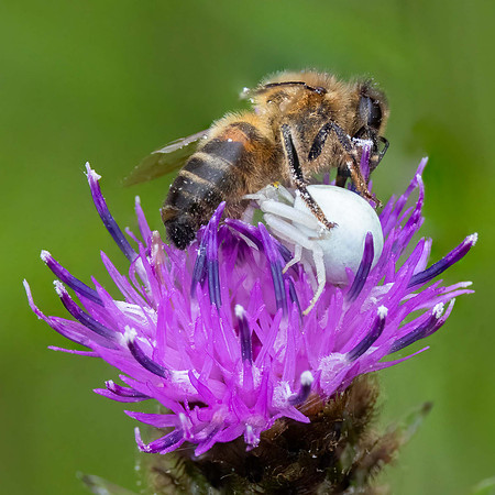 Crab Spider