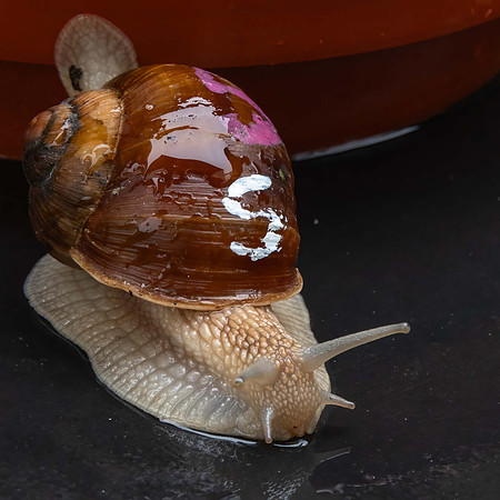 Roman Snail