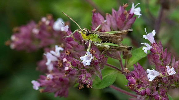 Meadow Grasshopper