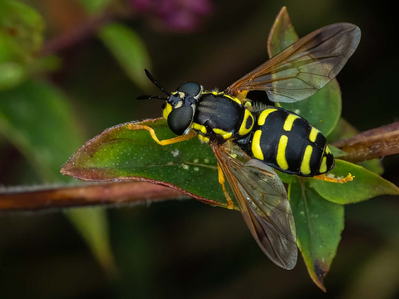 Chrystotoxum Intermedium