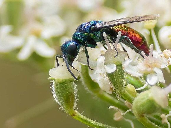 Ruby Tailed Wasp