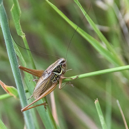Roesel's Bush Cricket