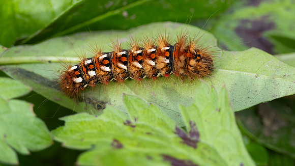 Knot Grass Moth