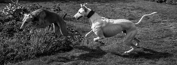 Tinka meets Rupert