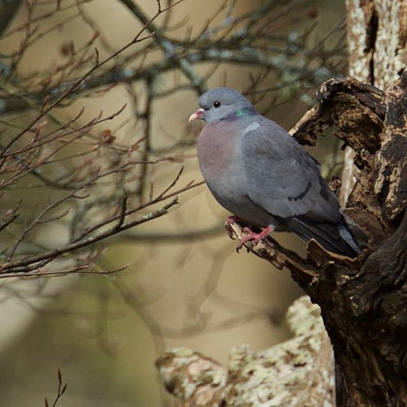 Stock Dove