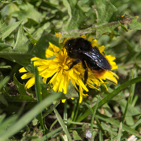 Red Tailed Bumble Bee