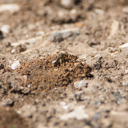 Solitary Bees