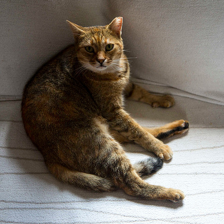 Argalasi Cat