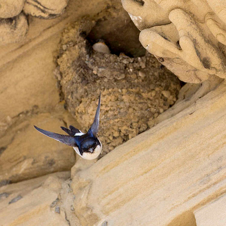 House Martin
