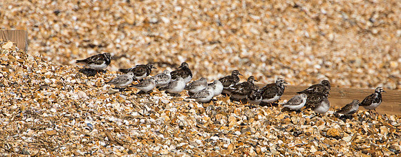 Roosting with Turnstones