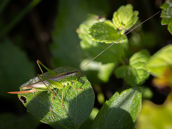 Long Winged Conehead