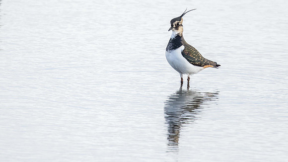 Lapwing
