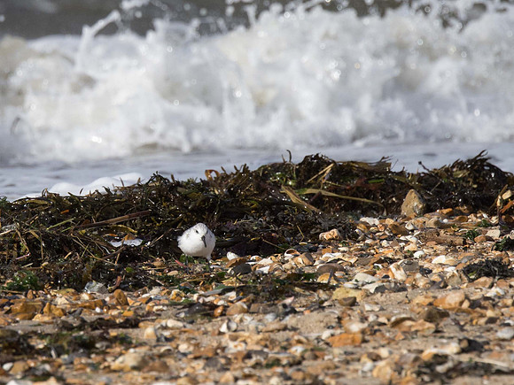 Sanderling