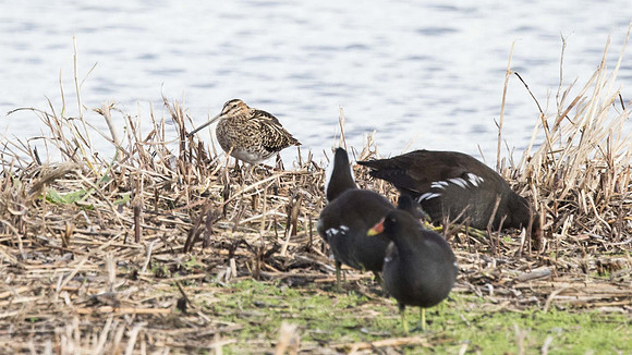 Snipe and Moorhens