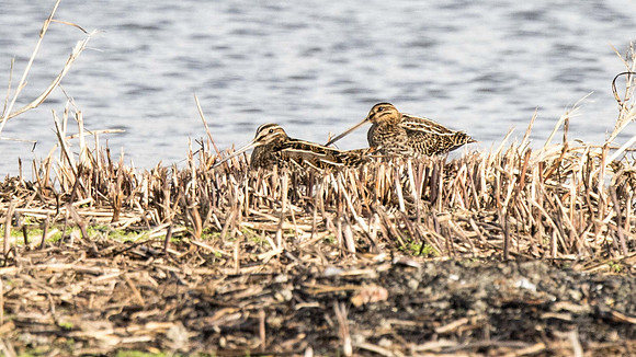 Snipe