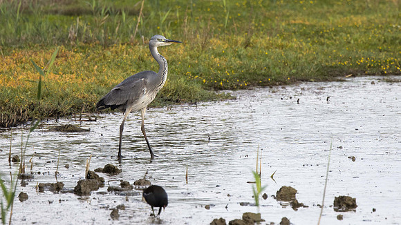 Young Heron
