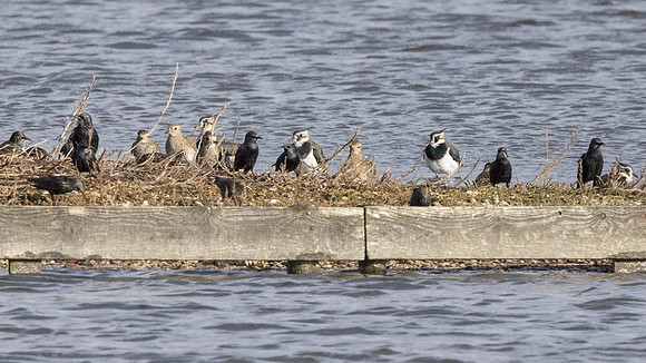 Starling, Lapwing and Golden Plover