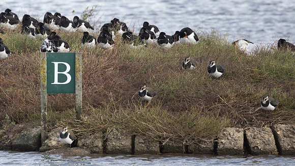 Sleeping Oystercatchers and alert Lapwing